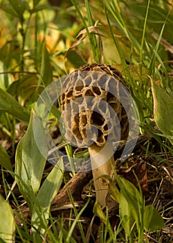 Wild Morel