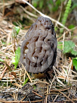 Wild Morel Mushroom in the Forest