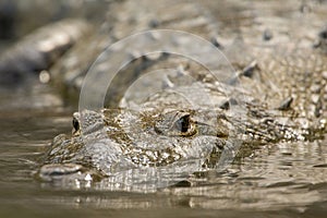 Wild morelet`s crocodiles