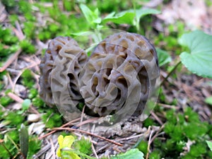 Wild Morels in the Forest