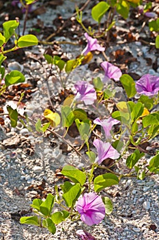 Wild morning glory blooms, on edge of a beach