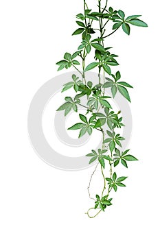 Wild morning glory climbing vine hanging with palmate green leaves and budding flower isolated on white background, clipping path
