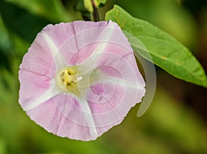 Wild morning glory flower with blurred background