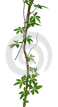 Wild morning glory leaves climbing on twisted jungle liana isolate on white background, path