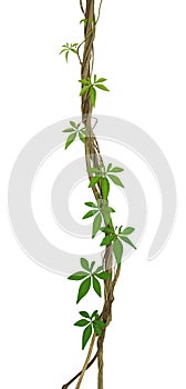 Wild morning glory leaves climbing on twisted jungle liana isolated on white back ground, path