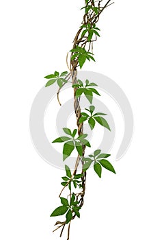 Wild morning glory leaves climbing on twisted jungle liana isolated on white background, clipping path included