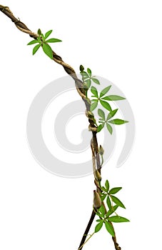 Wild morning glory leaves climbing on twisted jungle liana isolated on white background, paht