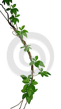 Wild morning glory leaves climbing on twisted jungle liana isolated on white background, paht