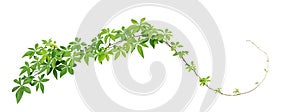 Wild morning glory leaves climbing on twisted jungle liana isolated on white background, path