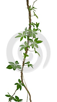 Wild morning glory leaves climbing on twisted jungle liana isolated on white background, path