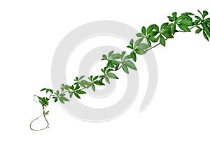 Wild morning glory leaves jungle vines isolated on white background, path