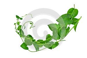 Wild morning glory leaves jungle vines tropical plant isolated on white background, clipping path included