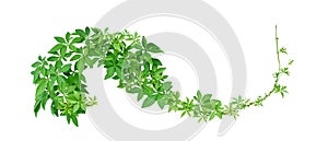 Wild morning glory leaves tropical plant climbing on twisted jungle liana isolated on white background, path