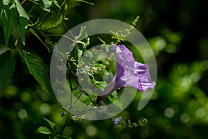 A Wild Morning Glory in the Woods