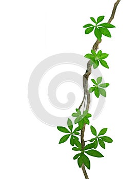 Wild morning gloy leaves climbing on twisted jungle liana isolated on white background, clipping path included