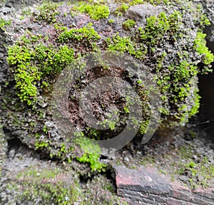 wild moss green on the rock under ground
