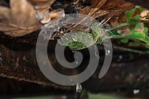 Wild moss plants growing among wild ferns emit water droplets