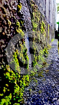 wild moss spread on the wall