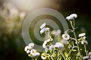 Wild mother chrysanthemum flower Daisy white petal yellow pistil plant in a field park forest good smell fragrance bloom in Spring photo