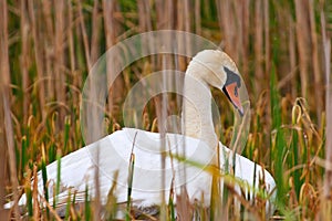 Wild Mother Swan Falls Asleep On Nest
