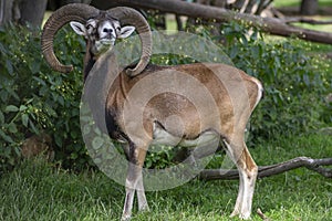 Wild mouflon sheep, one male grazing on pasture in daylight, green meadow, wild animals