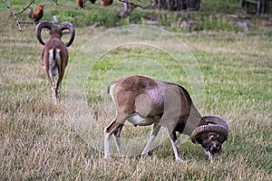 Wild mouflon sheep, two males grazing on pasture in daylight, green meadow, wild animals