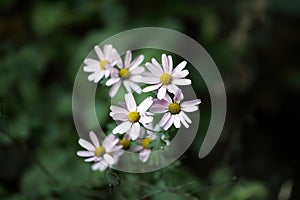 Wild mountain chrysanthemum growing on the roadside in mountainous areas.