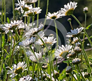 Wild Mountain Daisies