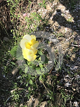 Wild Mountain Flower