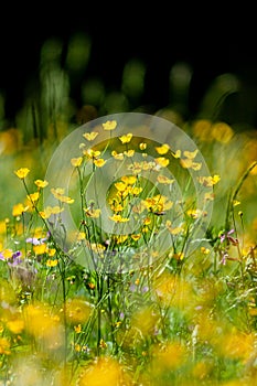 Wild mountain flowers in bloom Ranunculus montanus in european Alps