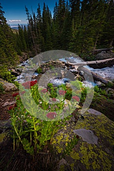 Wild Mountain flowers East Fork Dallas Creek Mt. Sneffels Wilder