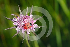 wild mountain flowers and ladybird