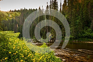 Mountain river flowing through a forest at sunrise