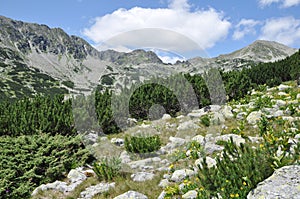Wild mountain garden