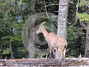 Wild mountain goat