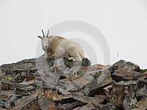 Wild Mountain Goat