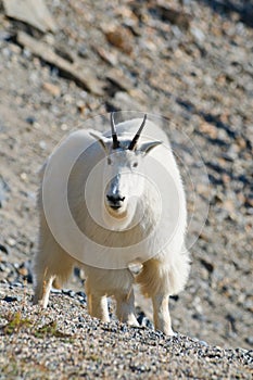 Wild Mountain Goat