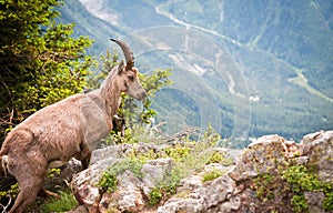 Wild mountain goat Capra ibex photo