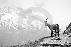 Wild mountain goat - Capra ibex photo