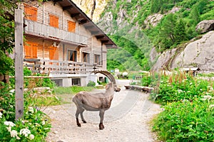 Wild mountain goat capra near Alpine chalet photo