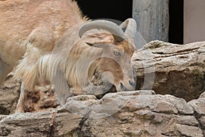 Wild mountain goat eating food.