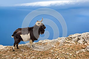 Wild mountain goat in the natural environment