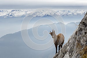 Wild Mountain Goat