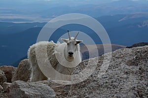 Wild Mountain Goat on top of Mount Evans in Colorado