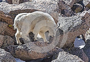 A wild Mountain Goat walking over boulders on Mt. Evans.