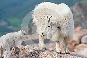 Wild Mountain Goats of the Colorado Rocky Mountains