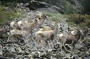 Wild Mountain Goats, Denver, CO