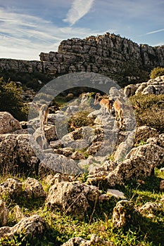 Wild mountain goats in El Torcal de Antequera photo