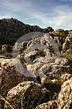 Wild mountain goats in a karst landscape photo