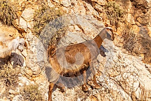 Wild mountain goats in the mountains of Turkey